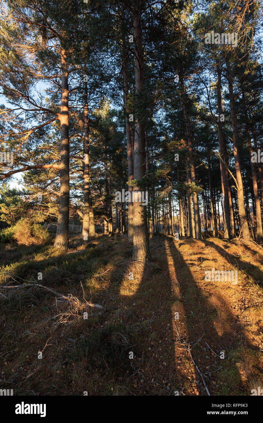 Caledonian forest in evening light in the Cairngorms National Park of Scotland. Stock Photo