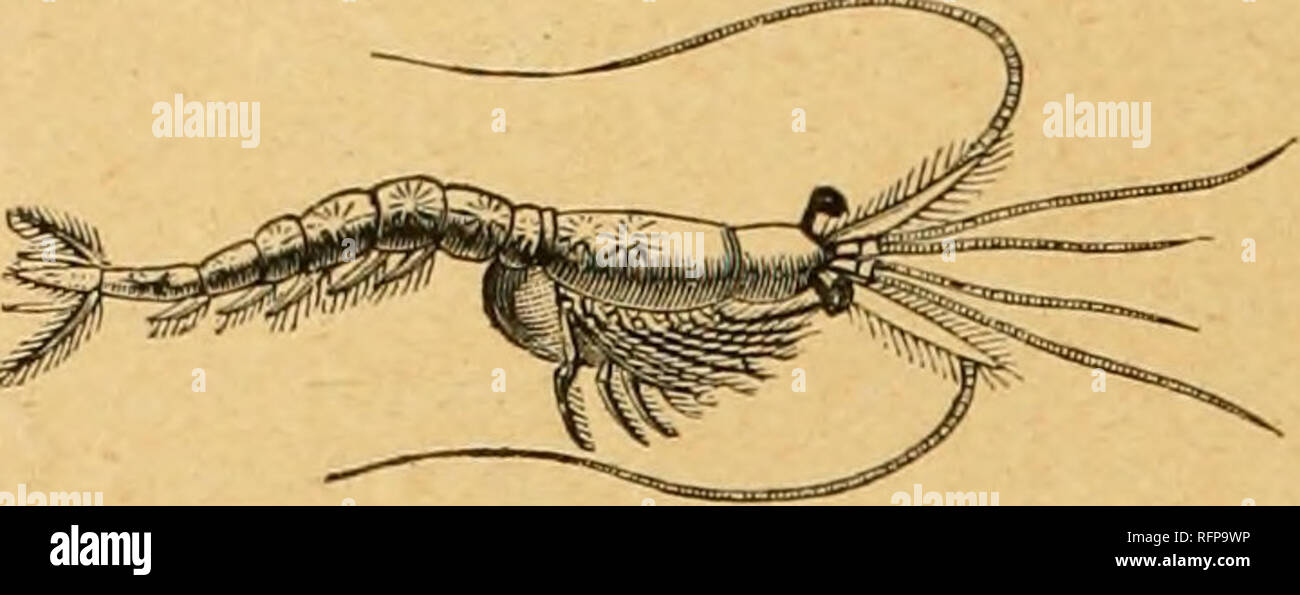 . Cassell's natural history. Animals; Animal behavior. AATUJiAL HISTOEY. From the stalk-eyed Podop/dhalmia we pass to the sessile-eyed EdrioplUhalmia, Crustaceans in which (with few exceptions) the eyes are fixed immediately on the surface of the head. As in the higher forms, the eyes are compound, consisting in the young of some ten or twelve lenses only, but in the adult of as many as from sixty to eighty. The head-shield in the Crab and I^obster encroaches so far upon the body-segments as frequemiy to conceal them, whereas in the Edriophthalmia the head-shield only covers the seven first, o Stock Photo