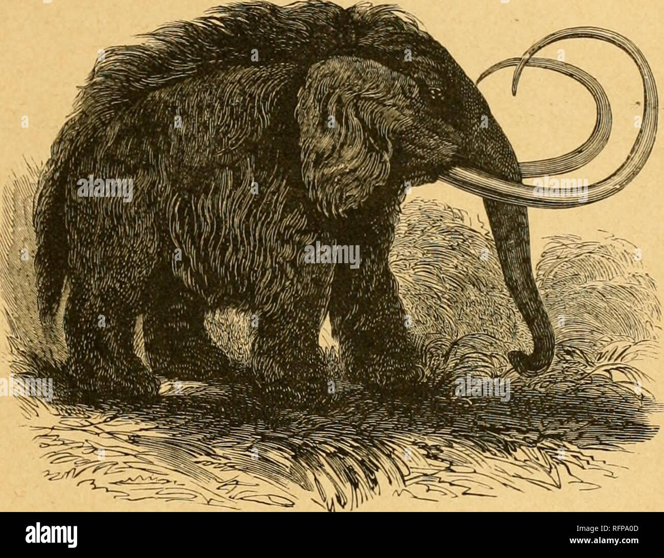 Frozen remains of this mammoth hires stock photography and images Alamy