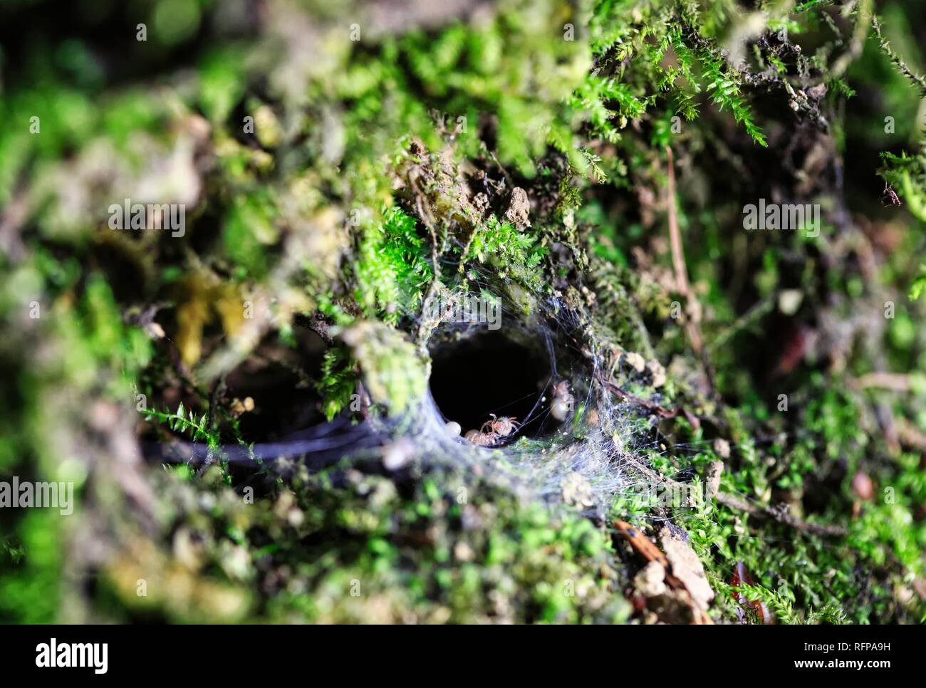 Juvenile wolf spiders leaving their cave to explore the surrounding Stock Photo