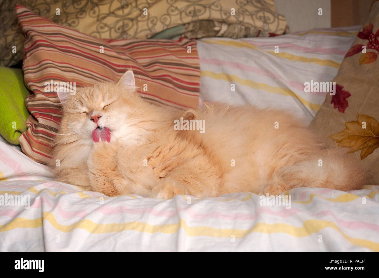 Licking the paw. Siberian male cat. Stock Photo