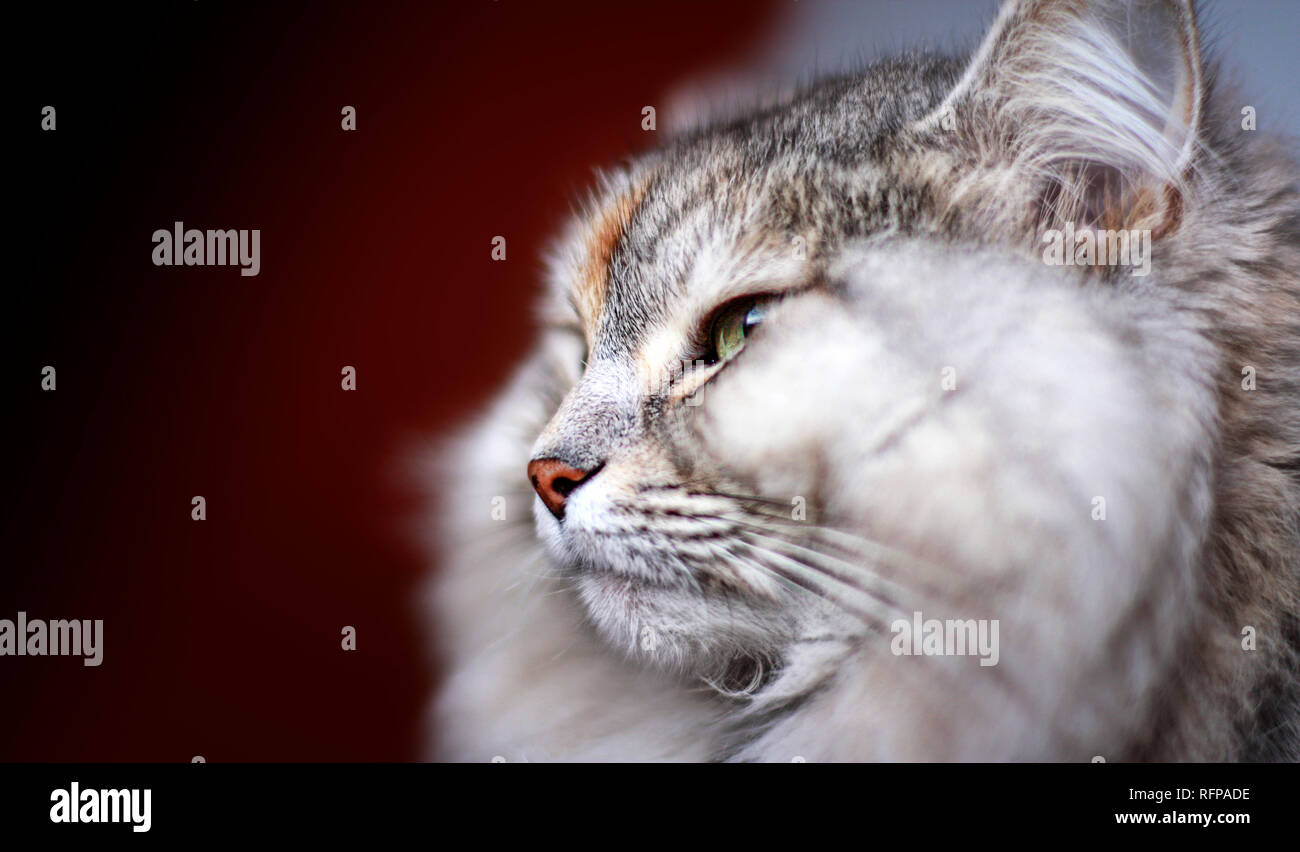Side portrait of a Siberian female cat Stock Photo