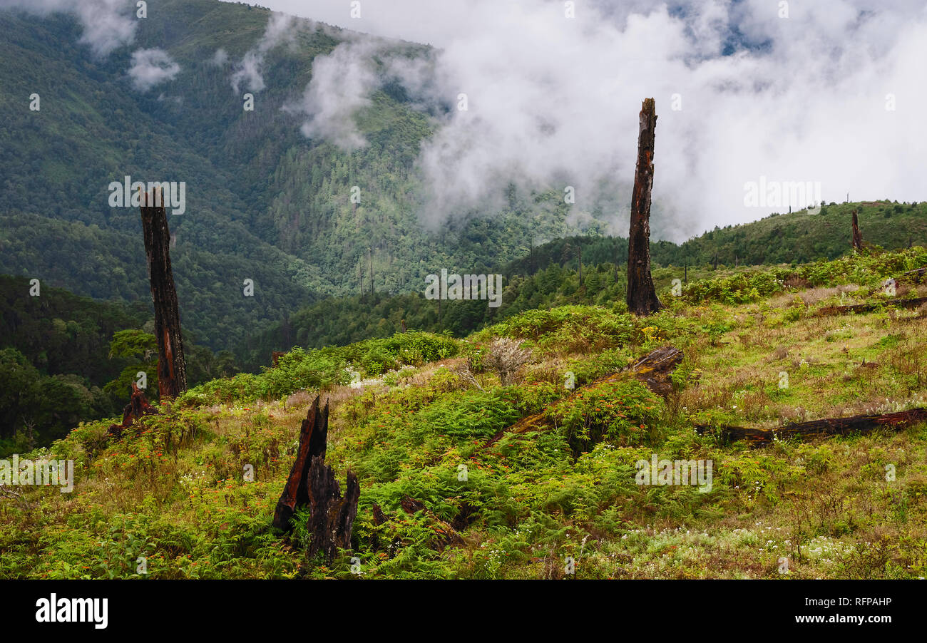 disease-deforestation-arunachal-pradesh-india-hi-res-stock-photography