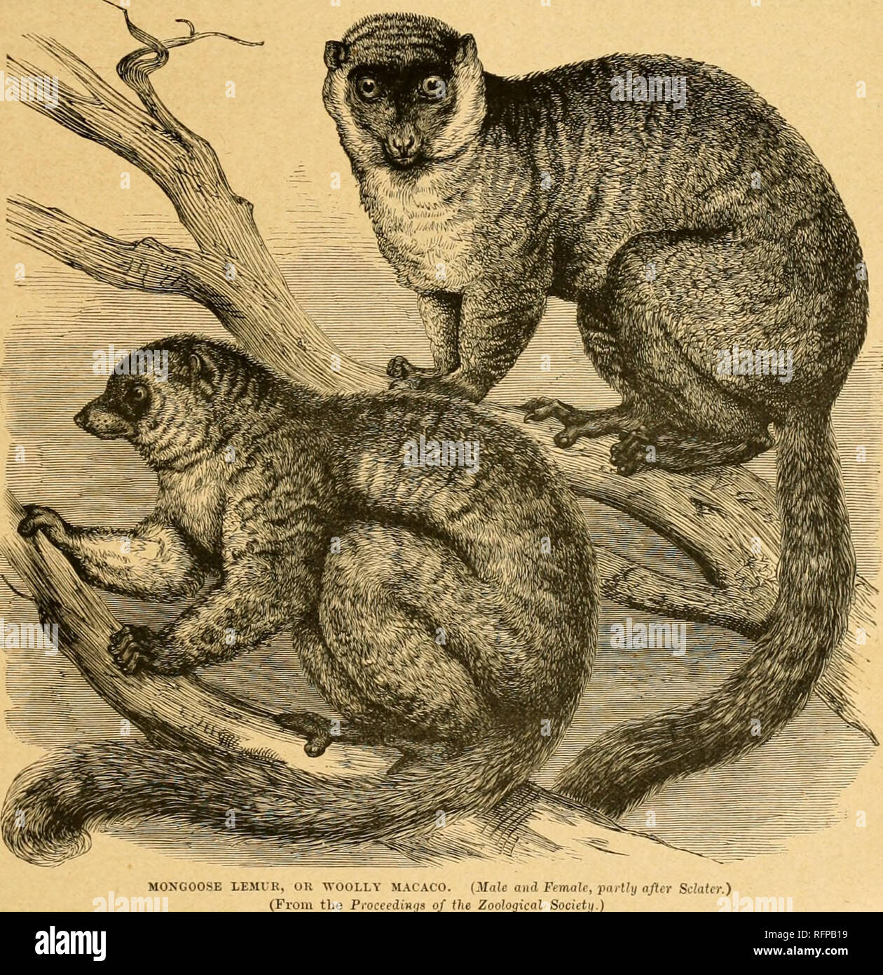 Cassell’s natural history. Animals; Animal behavior. THE HUFFED