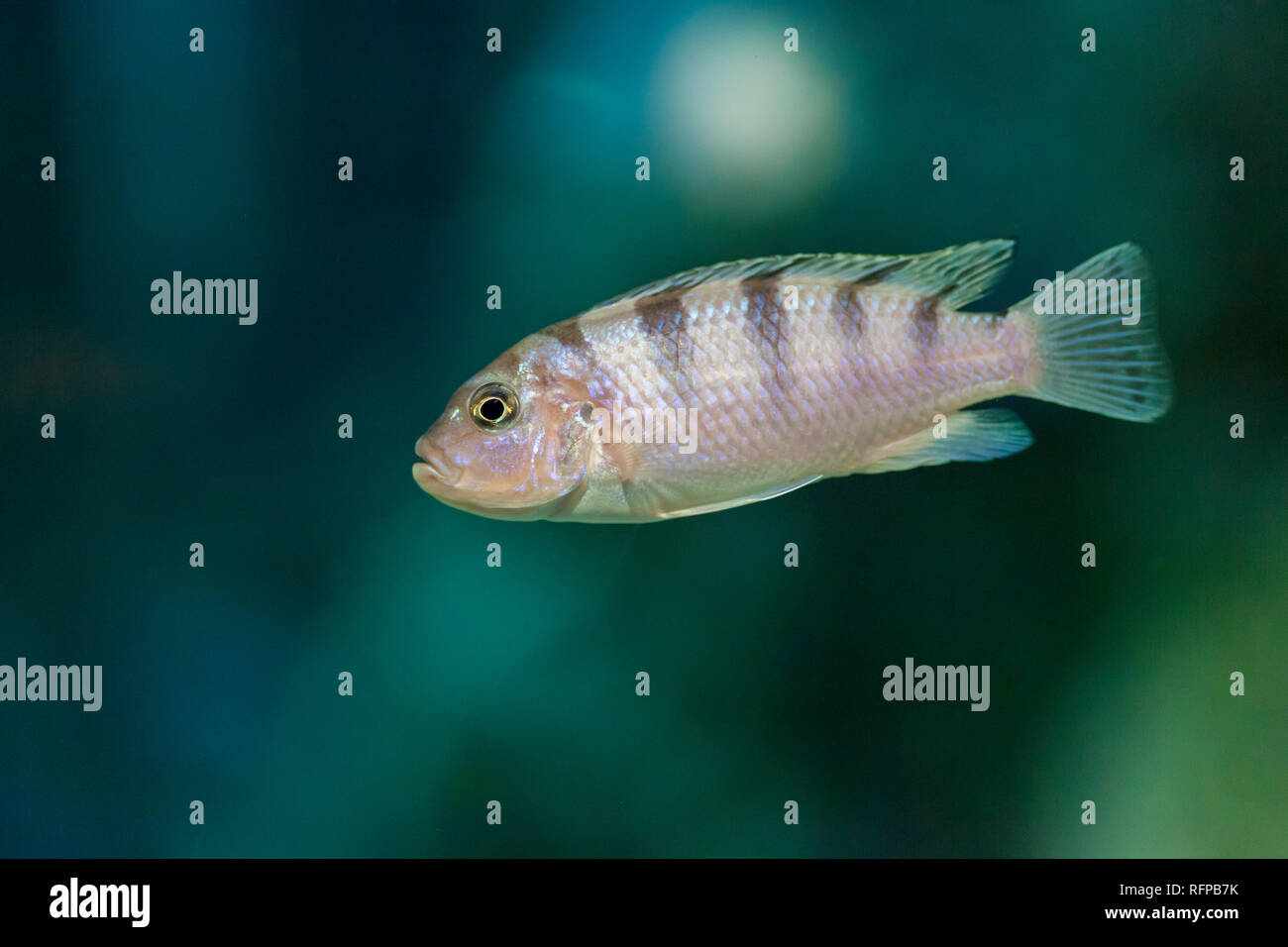 Afrian cichlid fish at Bioparc zoo in Valencia, Comunidad Valenciana, Spain Stock Photo