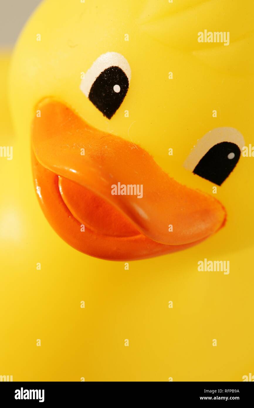 DEU, Germany : Yellow rubber duck . Stock Photo