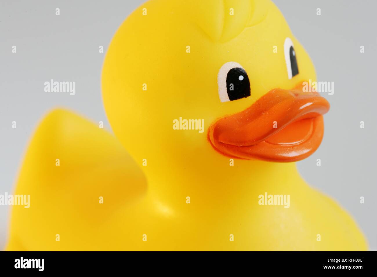 DEU, Germany Yellow rubber duck Stock Photo Alamy