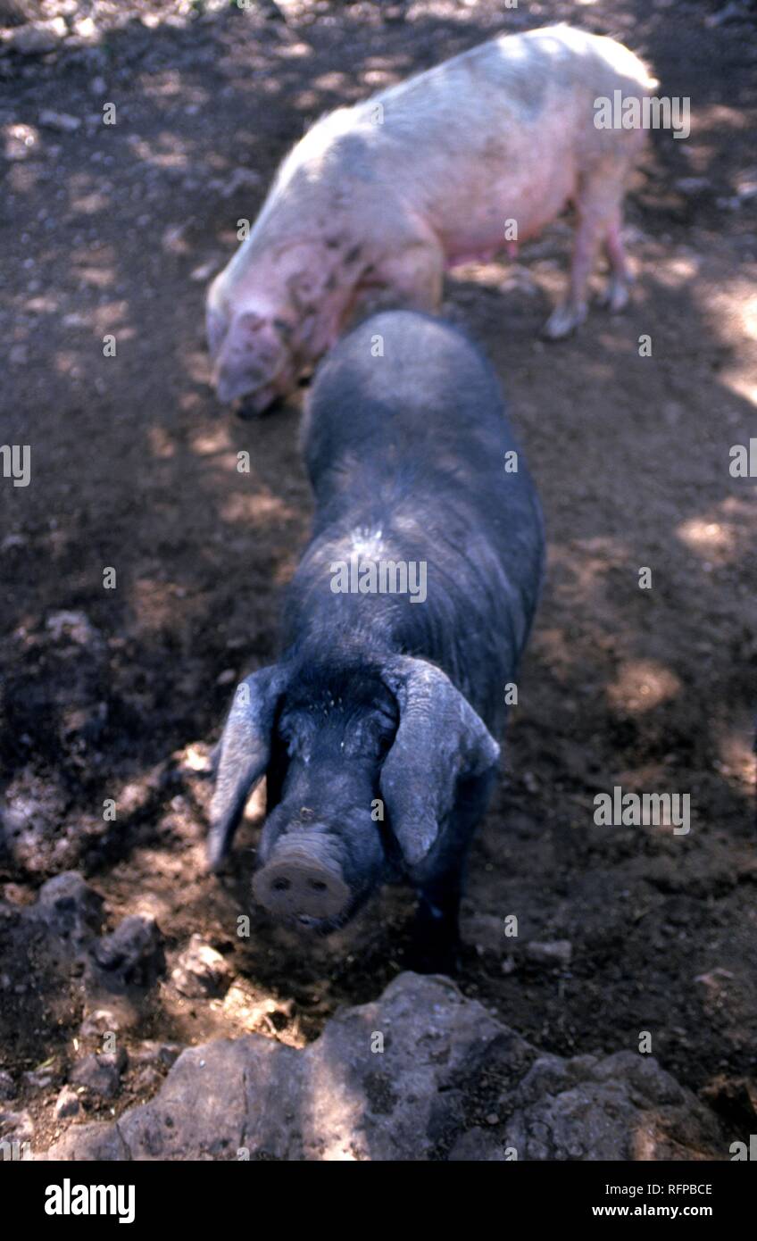Schwarze Schweine, Mallorca, Spanien Stock Photo