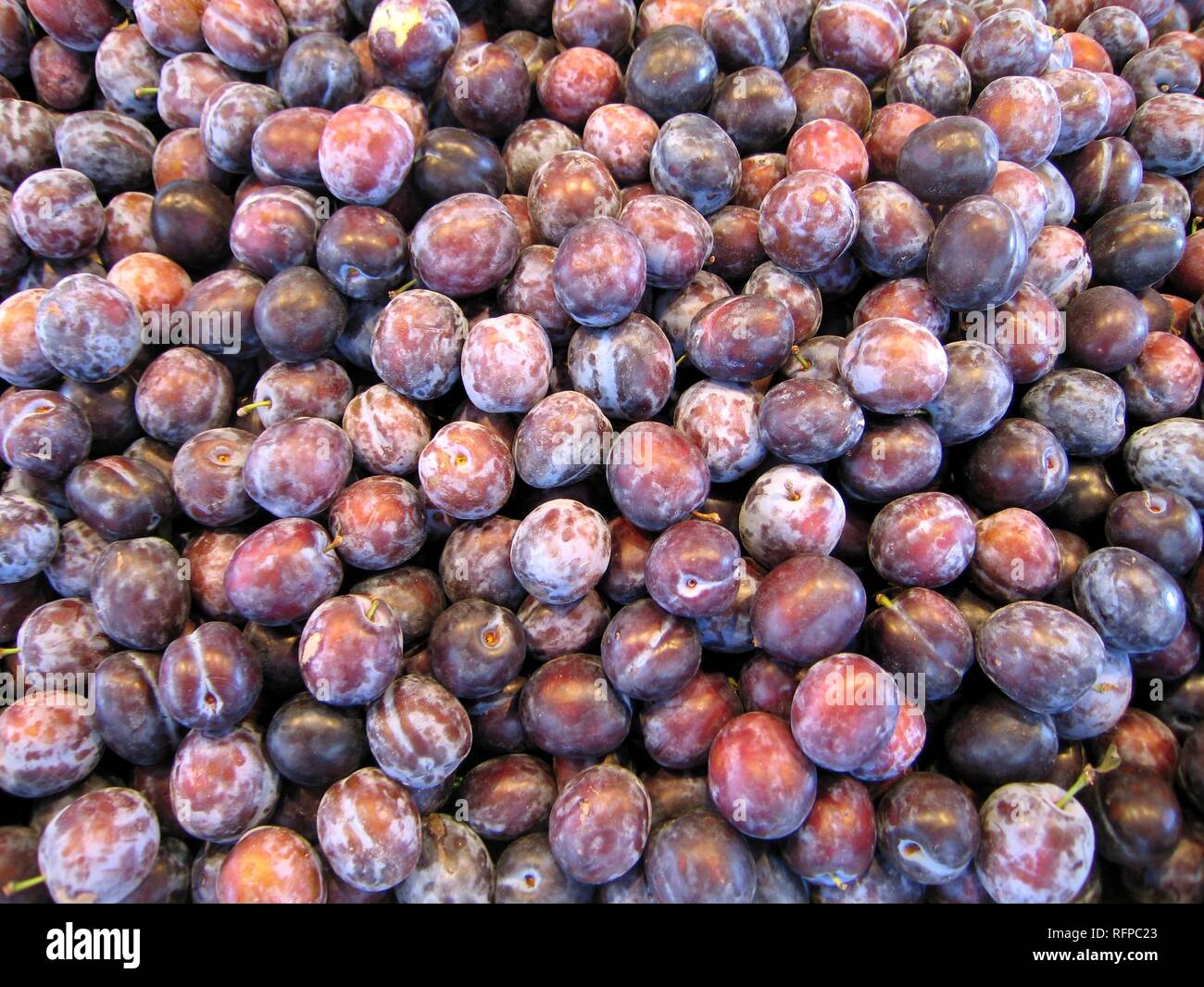 Damsons Stock Photo