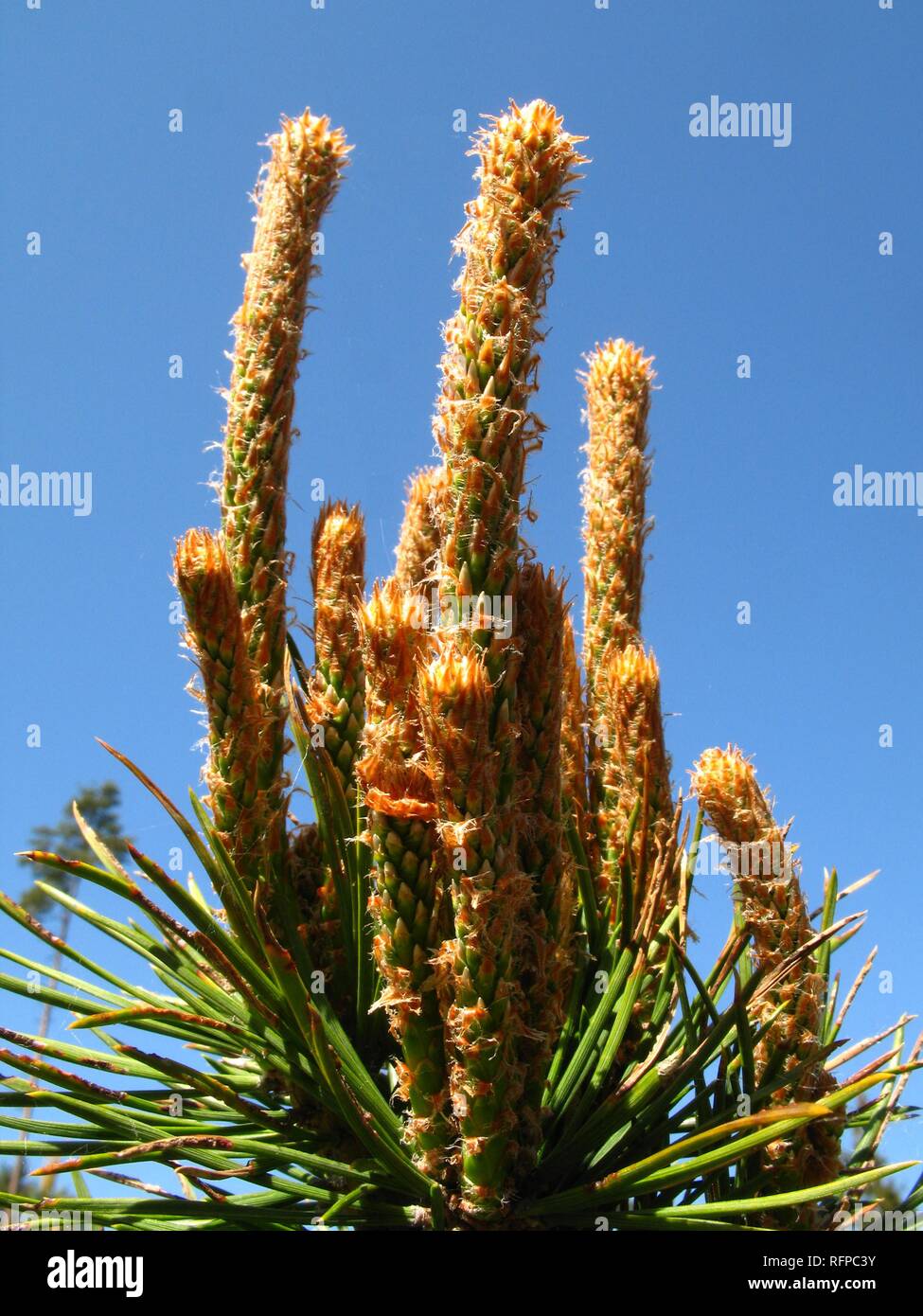 Pine (Pinus), shoots Stock Photo