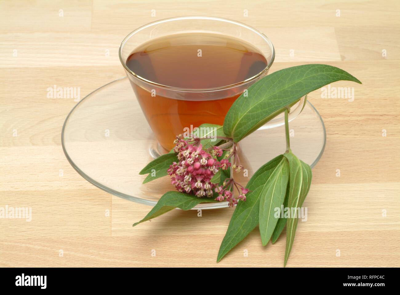 Butterfly weed tea, Pleurisy root tea, Asclepias tuberosa, Stock Photo