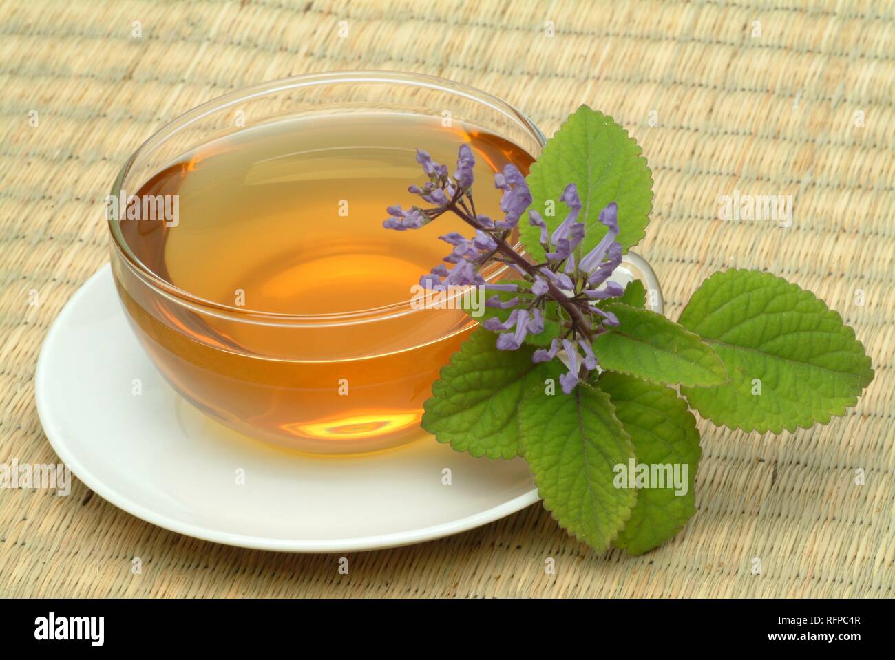 Tea made of Zulu cockspur flower, herbtea, Plectranthus zuluensis, Stock Photo