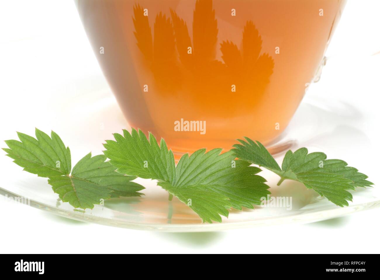 Tea made of leaves of wild strawberry, Strawberryleaftea, medicinal tea, herbtea, Fragaria vesca, Fragole comune, Stock Photo