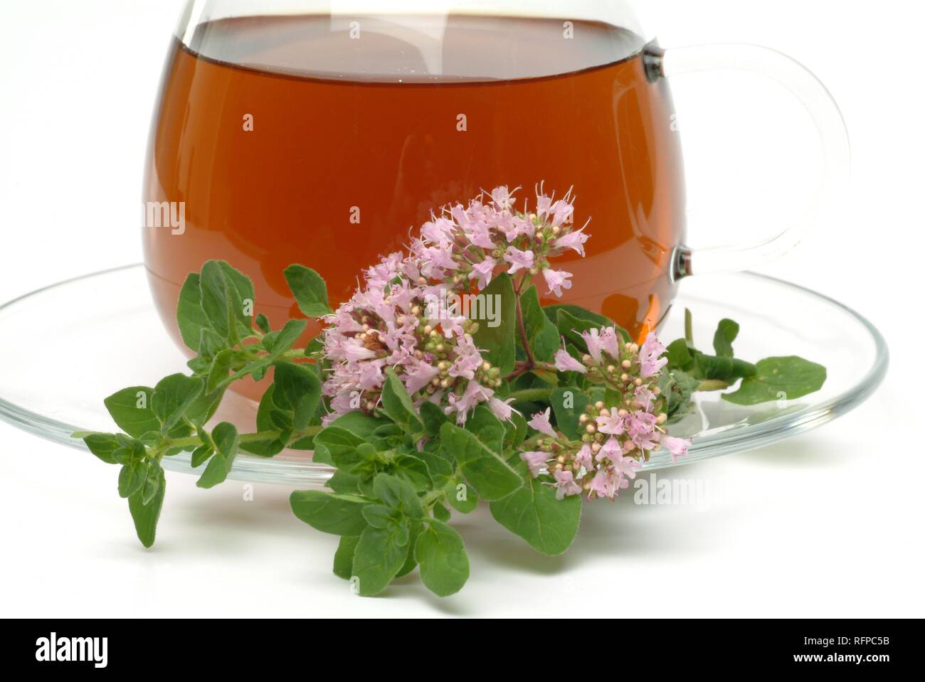 Wild majoram tea, oreganotea, Origanum vulgare Stock Photo Alamy