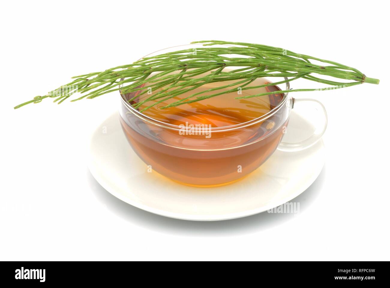 Herb tea made of Horsetail, Equisetum arvense Stock Photo