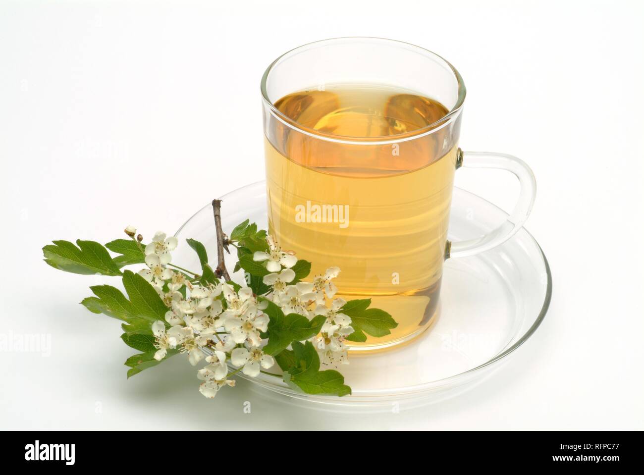 Herb tea made of Common hawthorn, Crataegus monogyna Stock Photo
