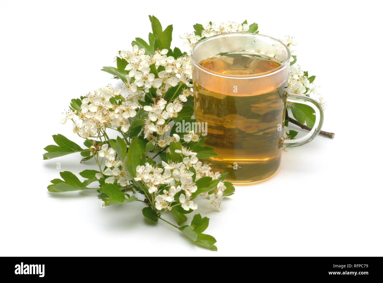 Herb tea made of Common hawthorn, Crataegus monogyna Stock Photo