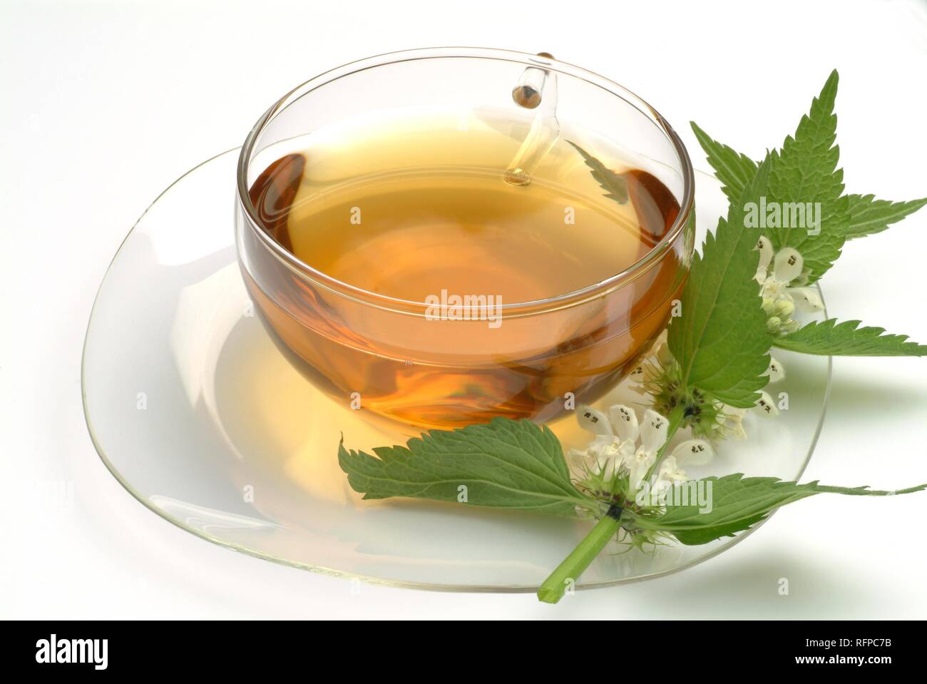 Herb tea made of Lamium alba, white dead nettle Stock Photo