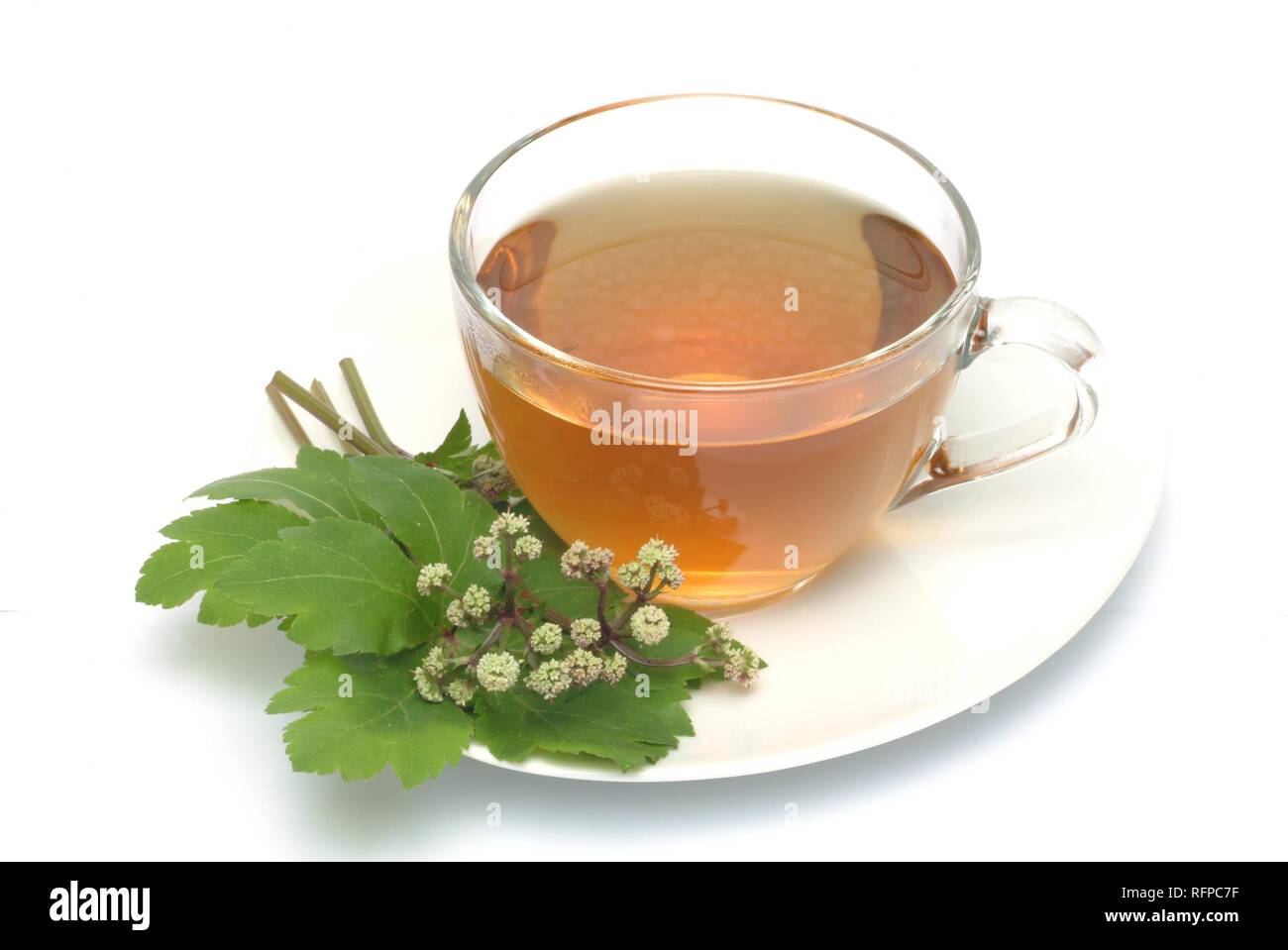Herb tea made of Sanicula europaea, sanicle, Stock Photo