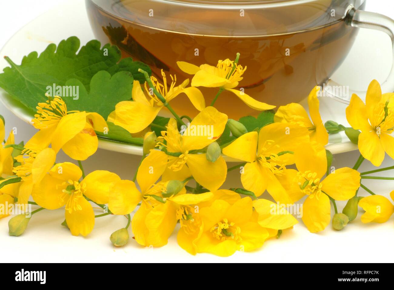Herb tea made of Chelidonium majus, majur, Celandine Stock Photo