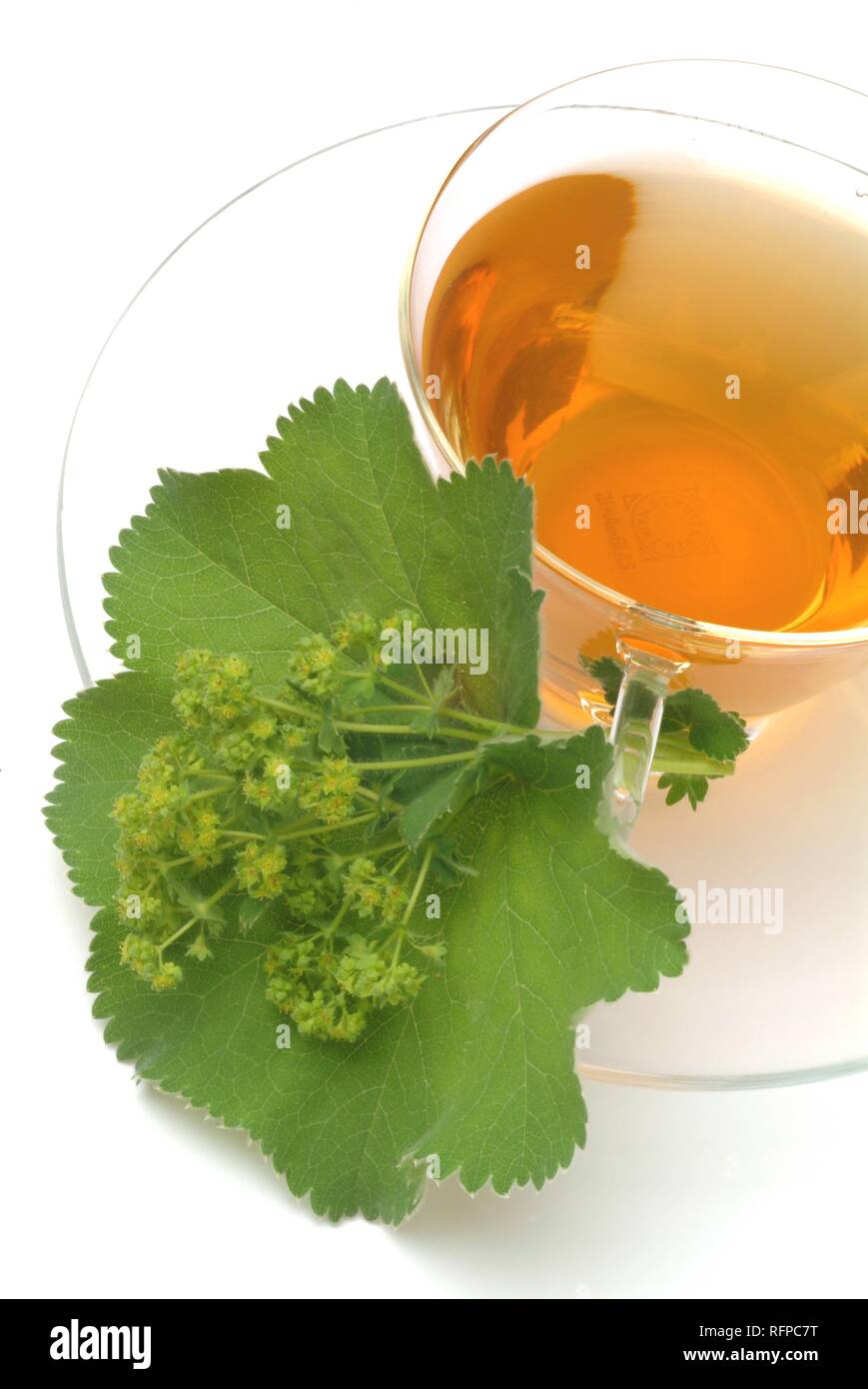 Herb tea made of Alchemilla vulgaris, Lady's mantle Stock Photo