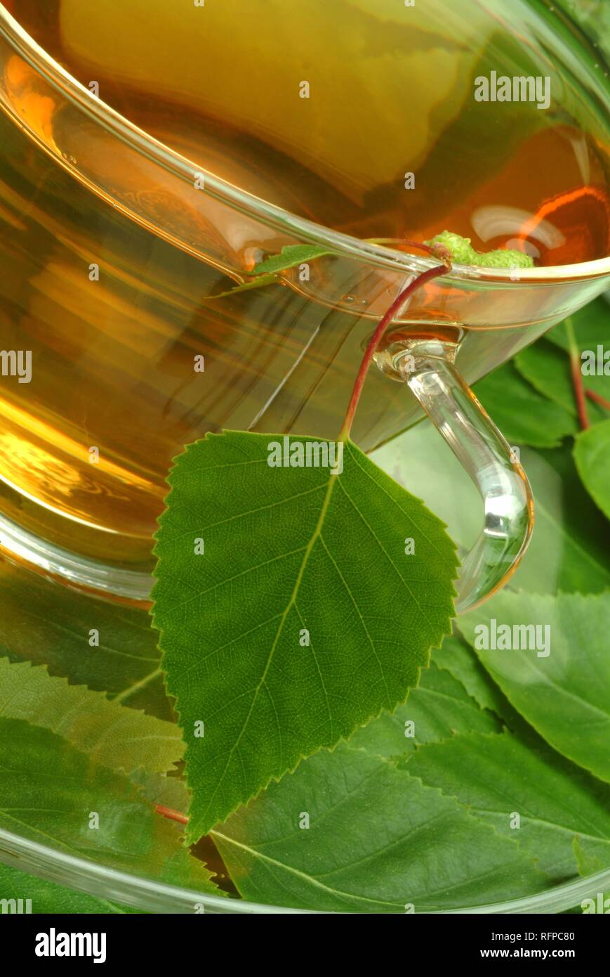Herb tea made of Betula pendula, Birch, Silver Birch Stock Photo