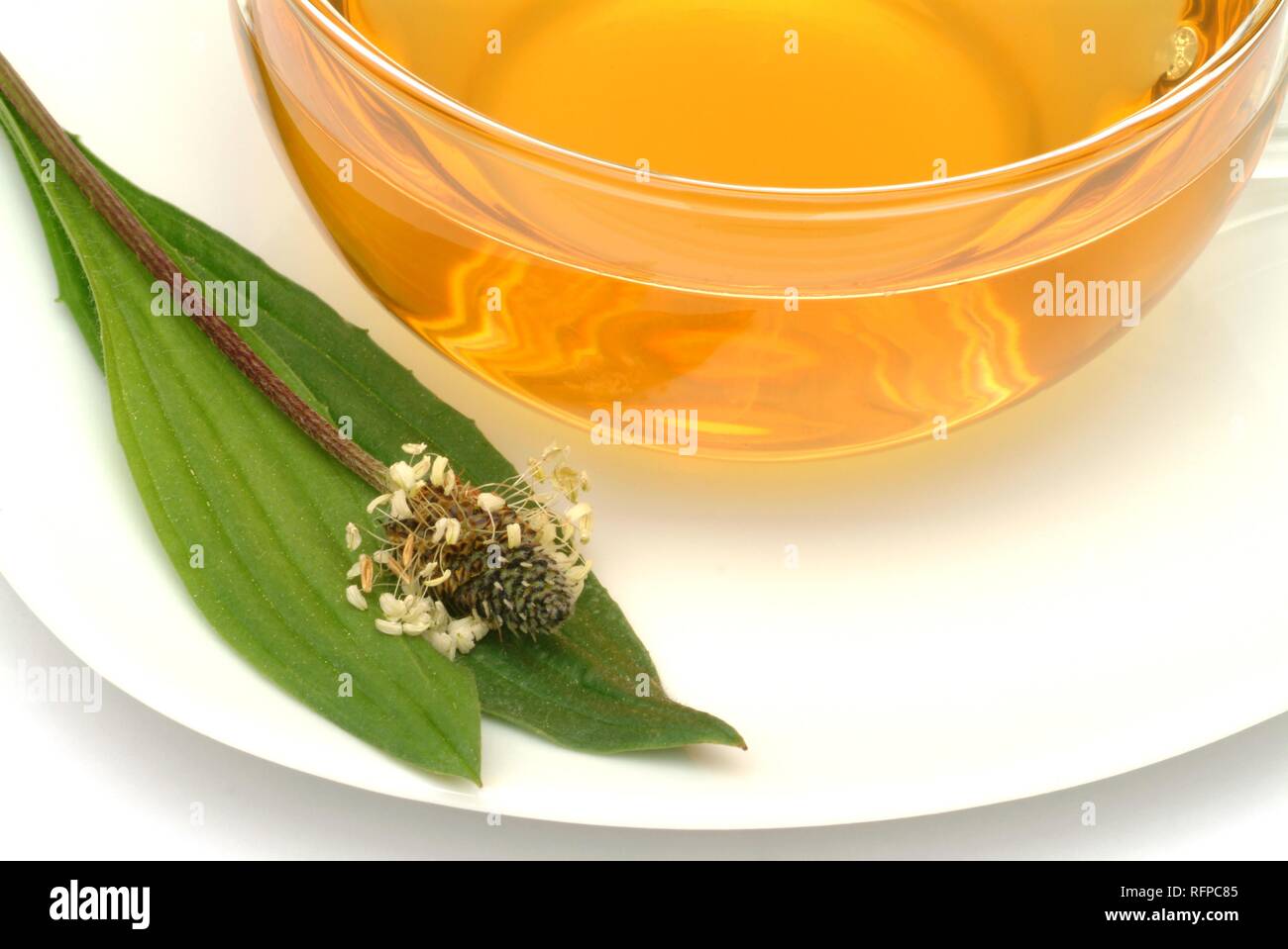 Herb tea made of Plantago laneolata, Long leaved plantain, Ribwort plantain Stock Photo