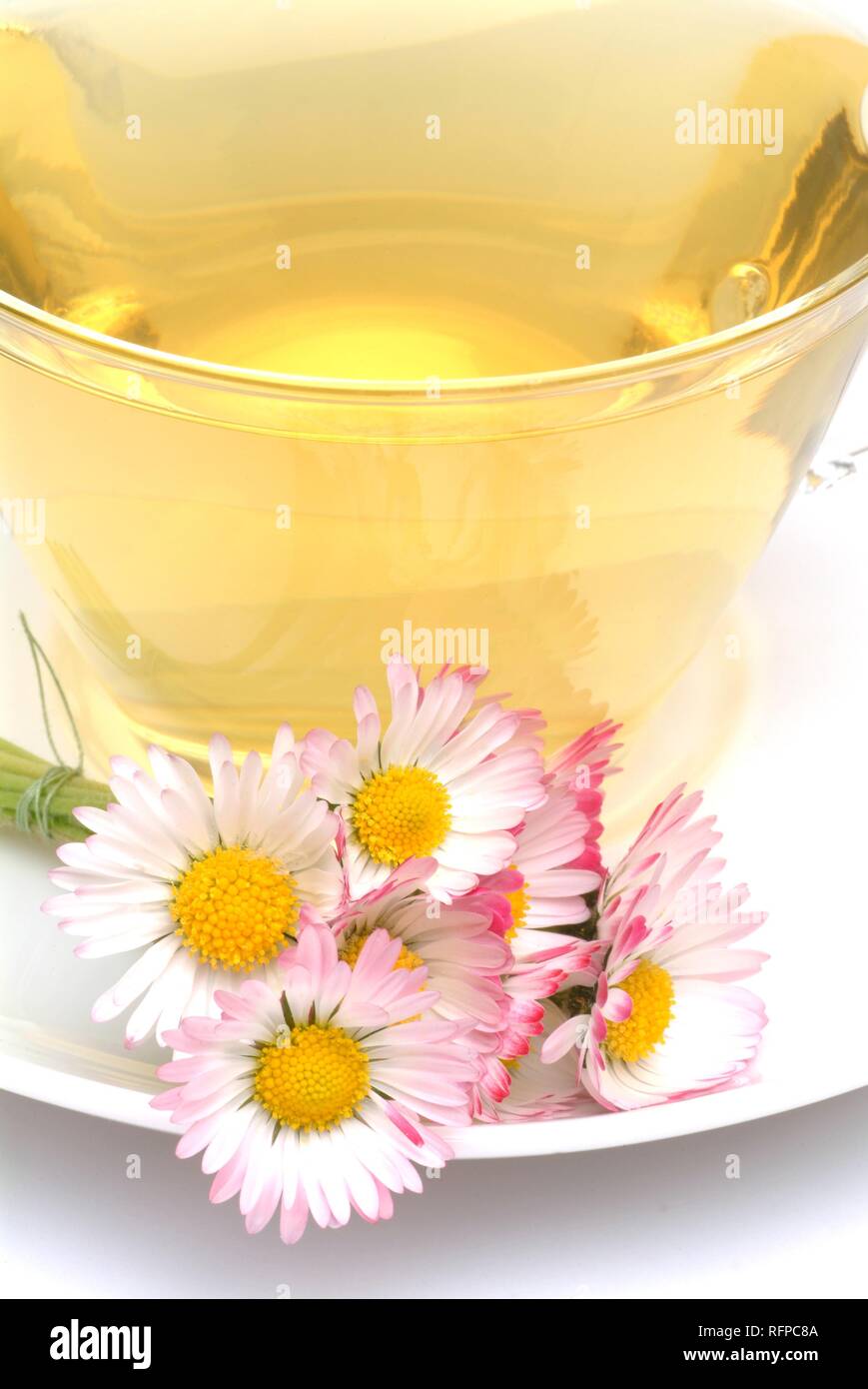 Herb tea made of Bellis perennis, daisy Stock Photo