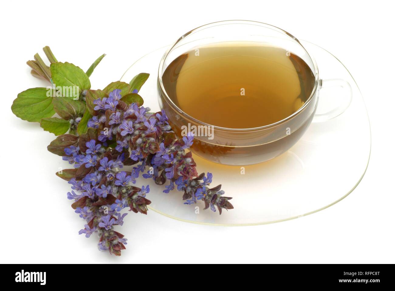 Herb tea made of Bugle, Bugletea, Ajuga reptans, Stock Photo