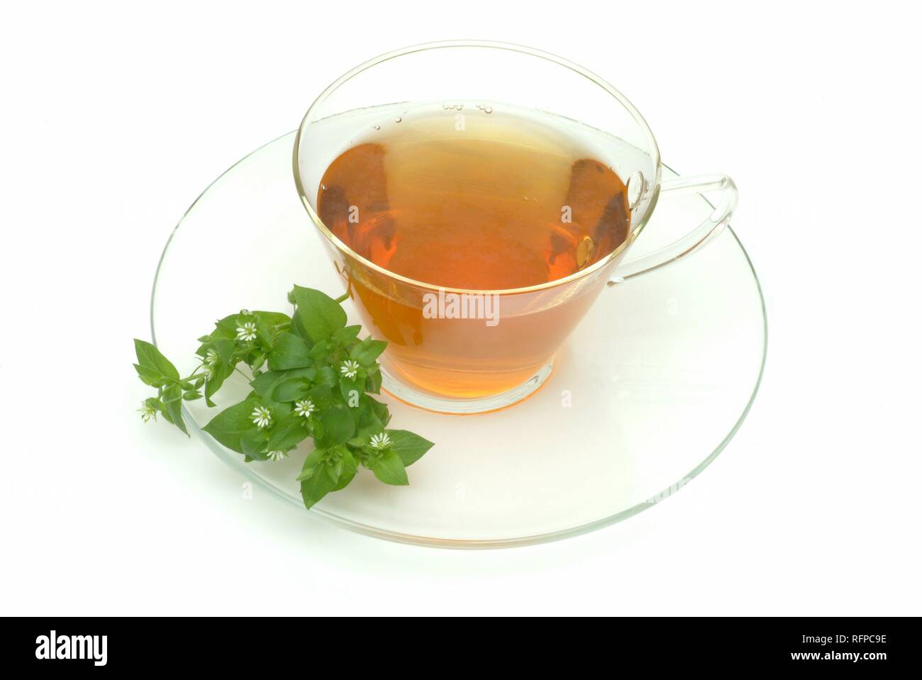 Herb tea made of chickweed, chickweedtea, Stellaria media Stock Photo