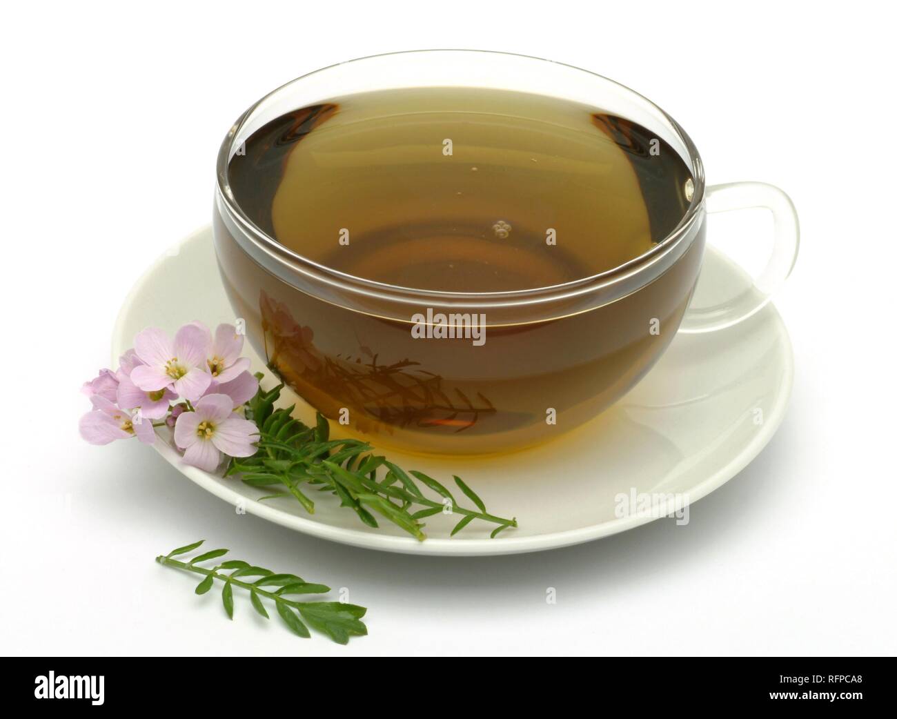 Herb tea made of Bog pink, cuckoo flower, Lady's smock, milkmaids, Cardamine pratense Stock Photo