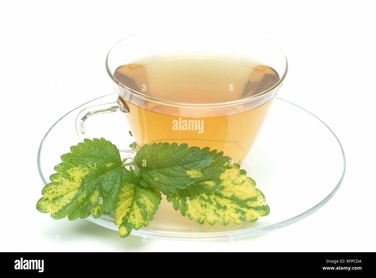 Medicinal tea made of Crimson Beebalm, Monarda didyma Stock Photo