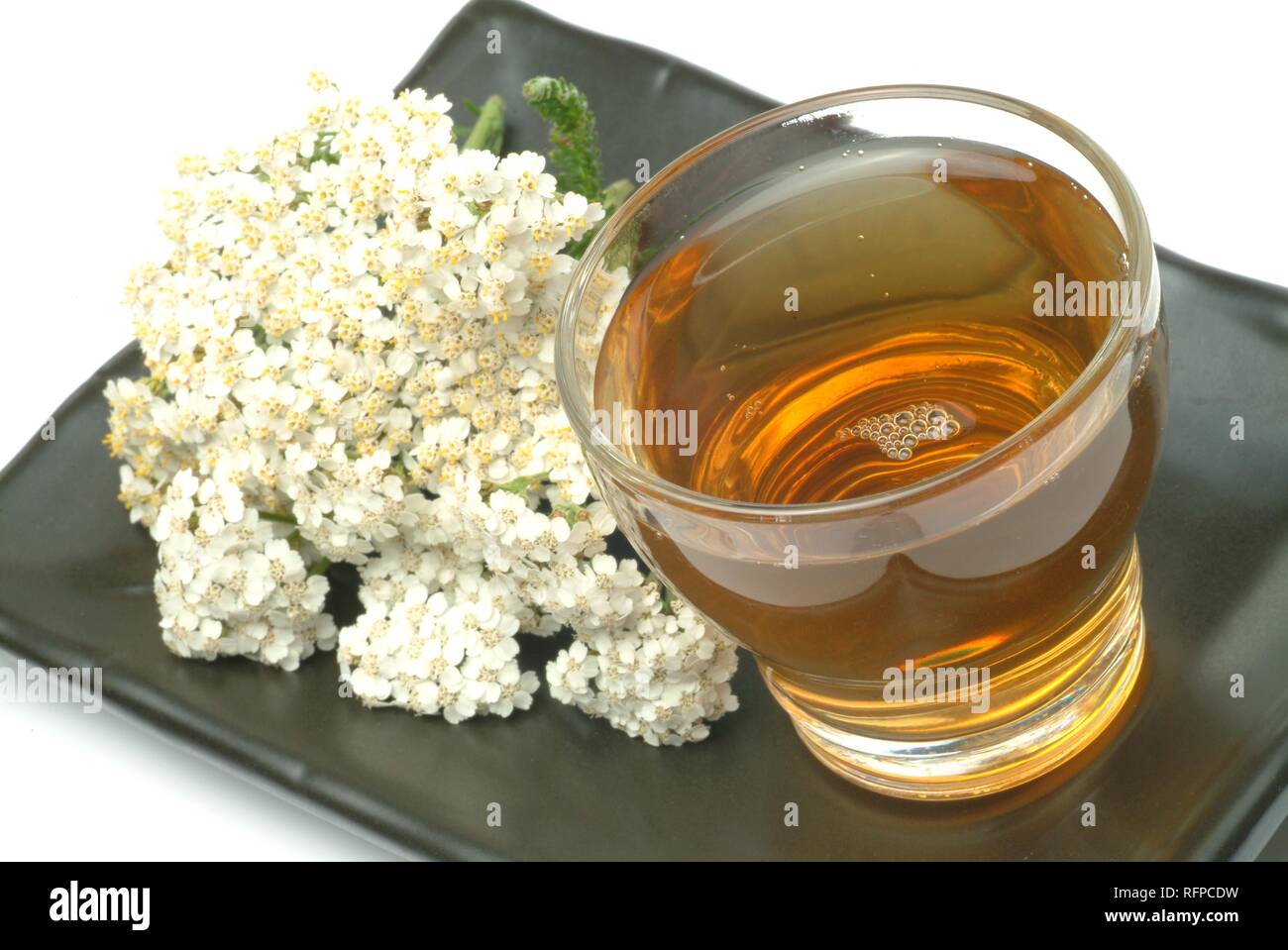 Yarrowtea, herb tea, milfoil, achillea millefolium Stock Photo