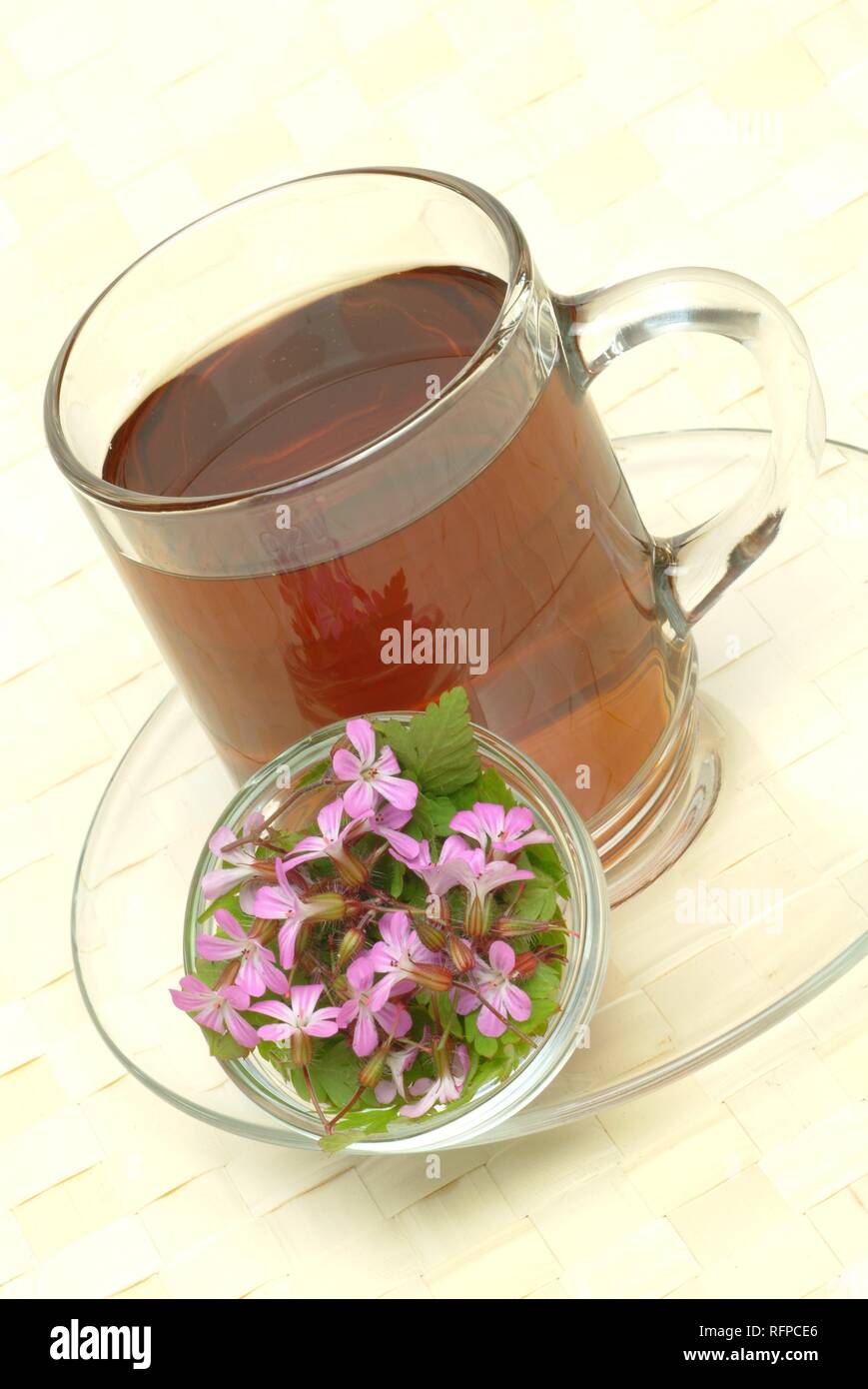 Herb Robert Tea, Geranium robertianum Stock Photo