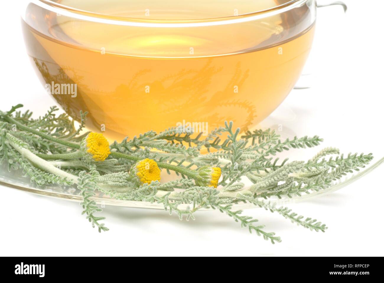 Herb tea made of Gray Santolina, santolina chamaecyparisus Stock Photo