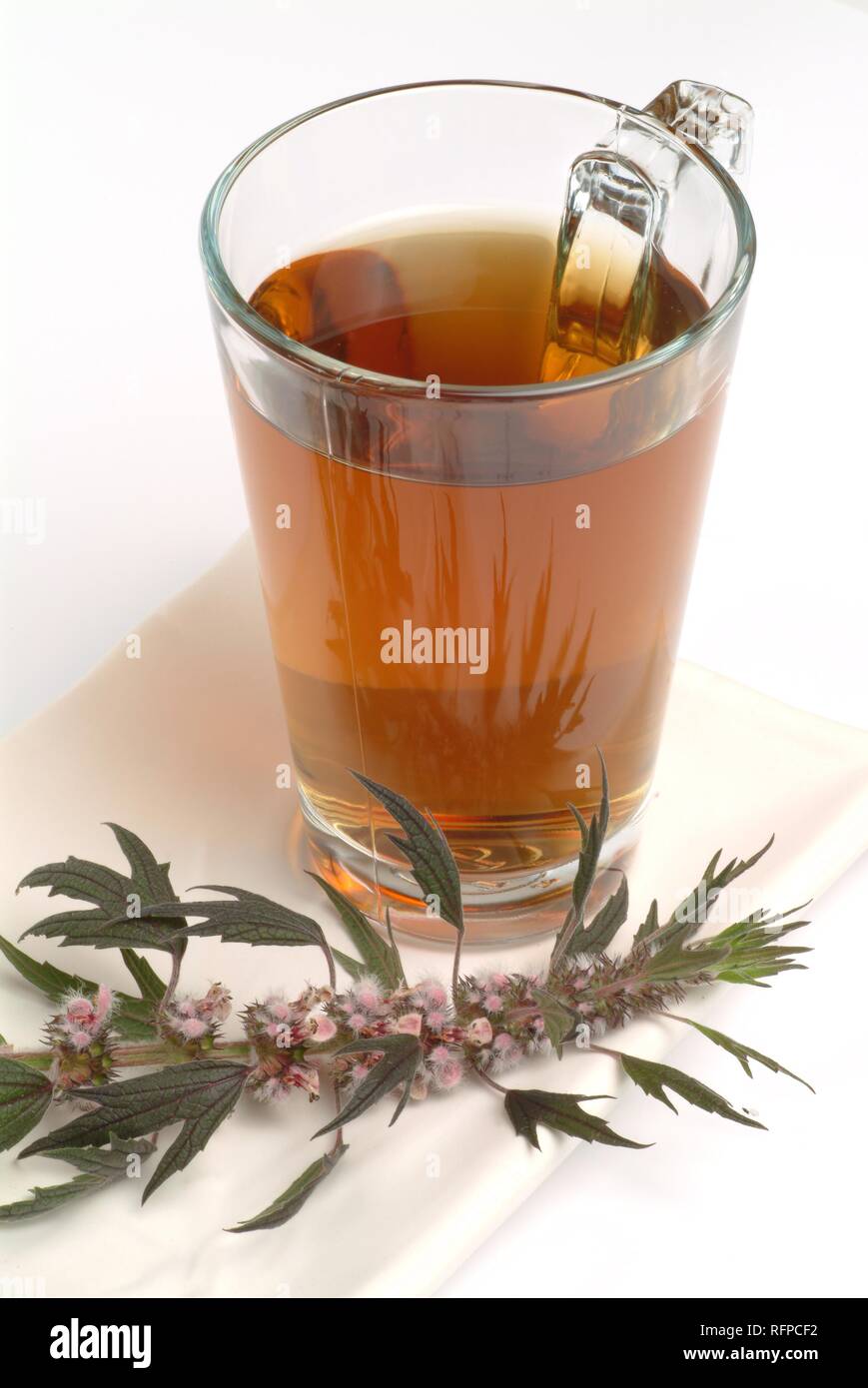 Motherwort tea, herb tea, leonurus cardiaca Stock Photo