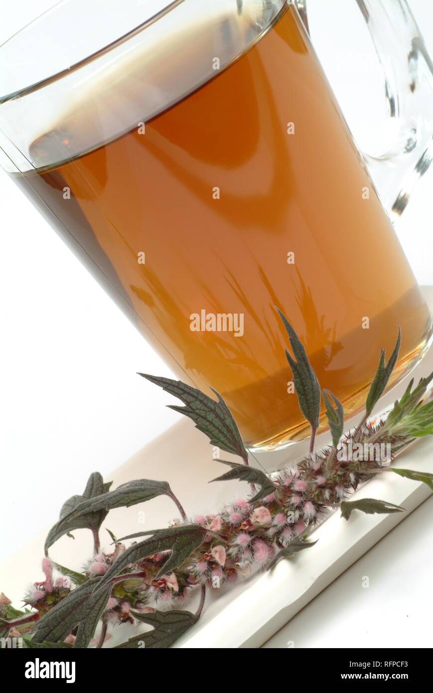 Motherwort tea, herb tea, leonurus cardiaca Stock Photo