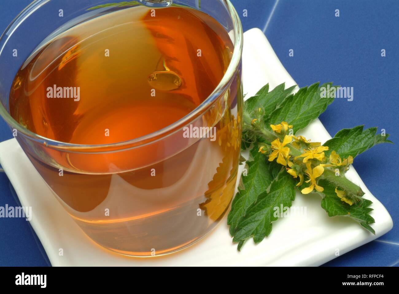 Medicinal tea, Common Agrimony, Eupatoria Stock Photo