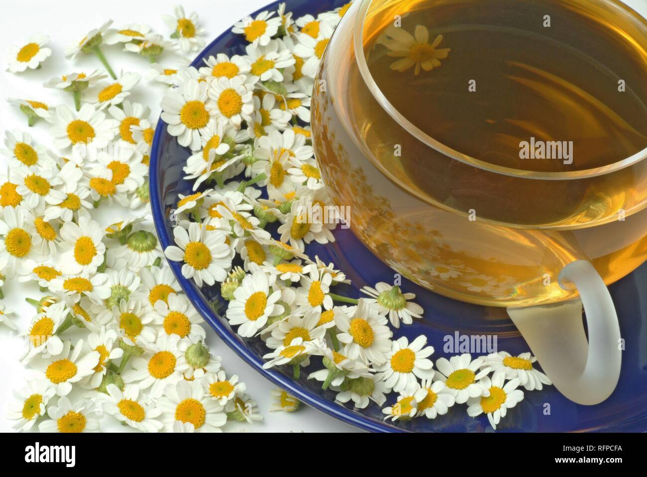 Feverfew tea, herbtea, Chrysanthemum parthenium Stock Photo