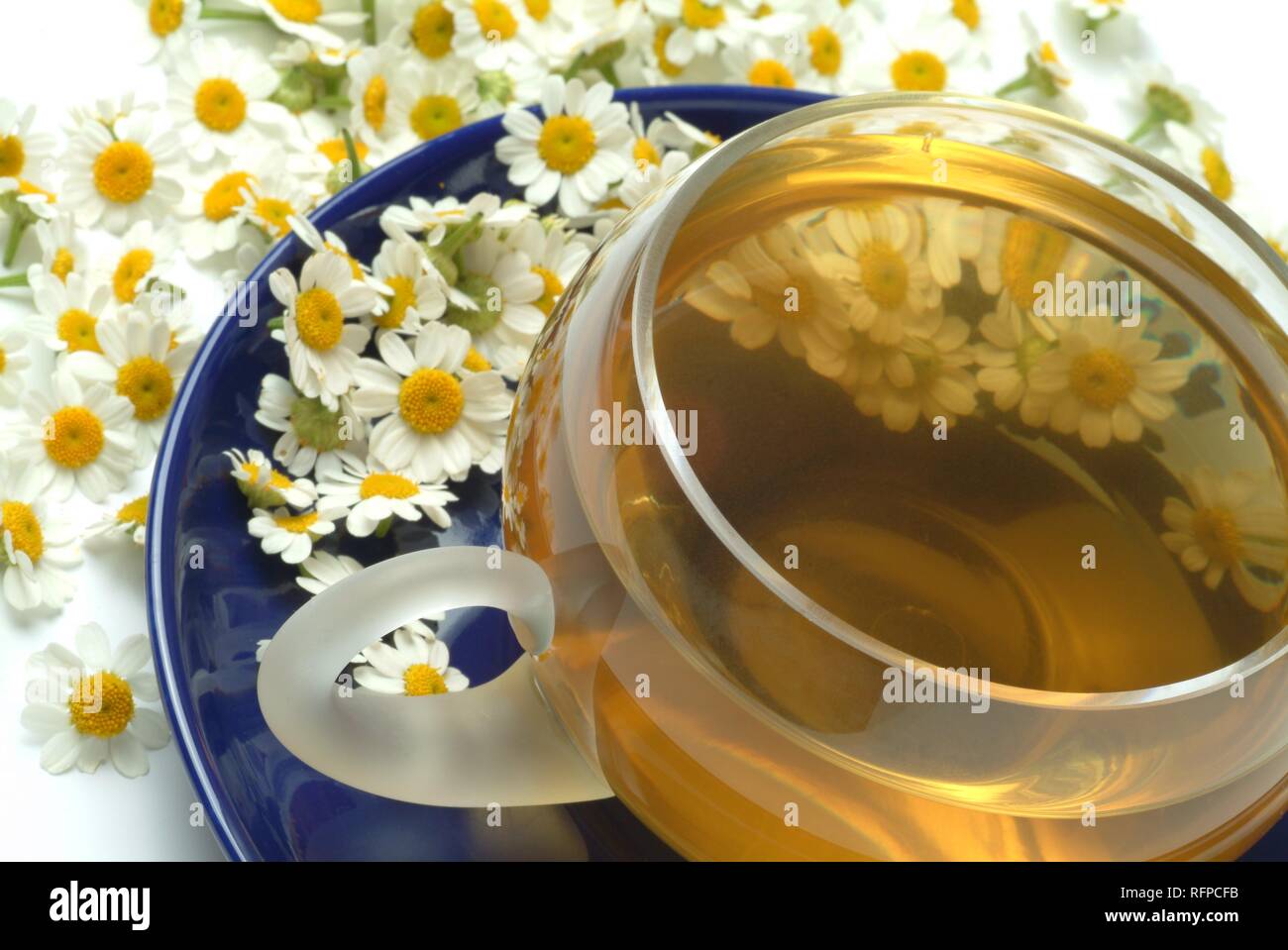 Feverfew tea, herbtea, Chrysanthemum parthenium Stock Photo Alamy
