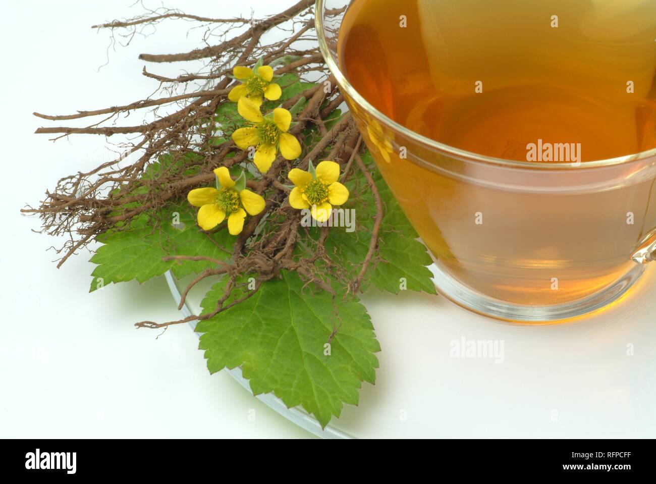 Medicinal tea, herb tea, Potentilla erecta, Tormentill, Tormentilla Stock Photo