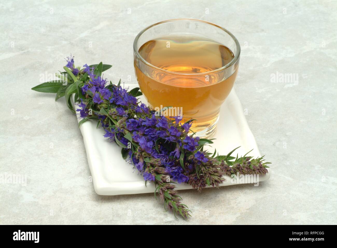 Herb tea made of Hyssop, Hyssopus officinalis Stock Photo