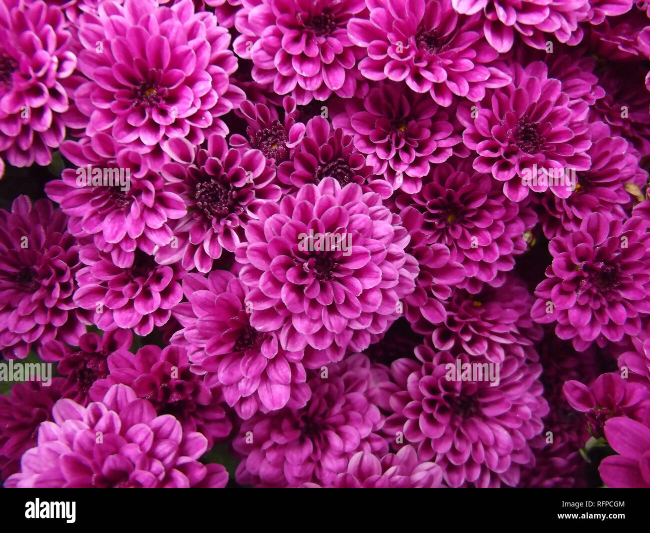 Purple Chrysanthemum Flowers Background Stock Photo - Alamy