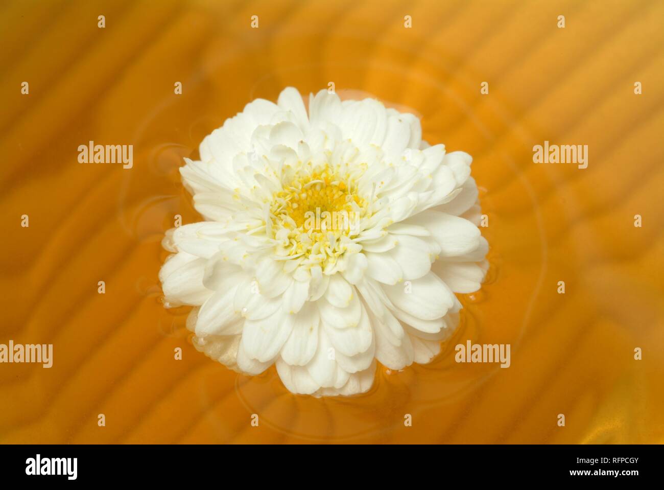 Roman chamomile tea, medicinal tea, herb tea, Anthemis nobilis Stock Photo