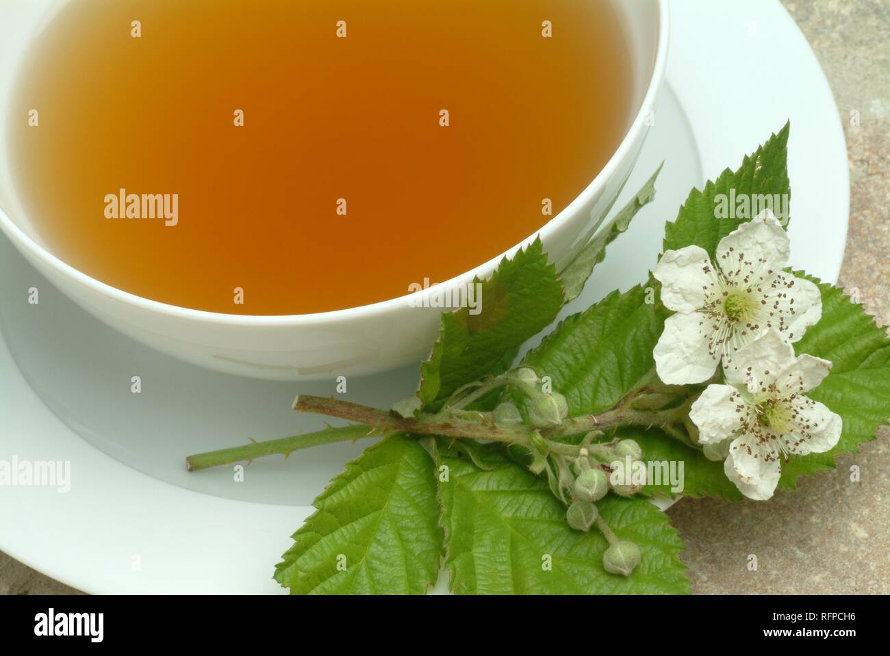 Herb tea, leaves and blossoms of the billberry, Vaccinium myrtillus, corymbosum, Mirtillo fogiia Stock Photo