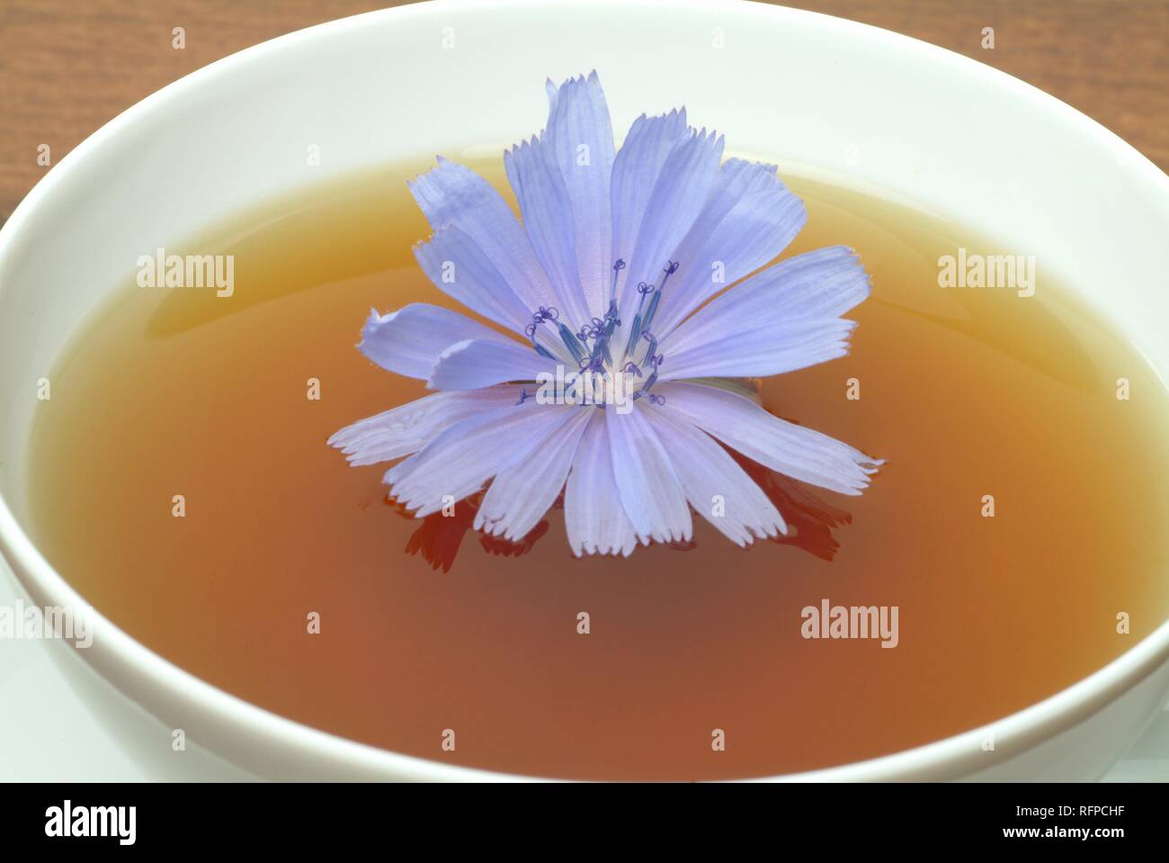 Wild Chicory tea, Cichorium intybus, Cicoria selvatica Stock Photo