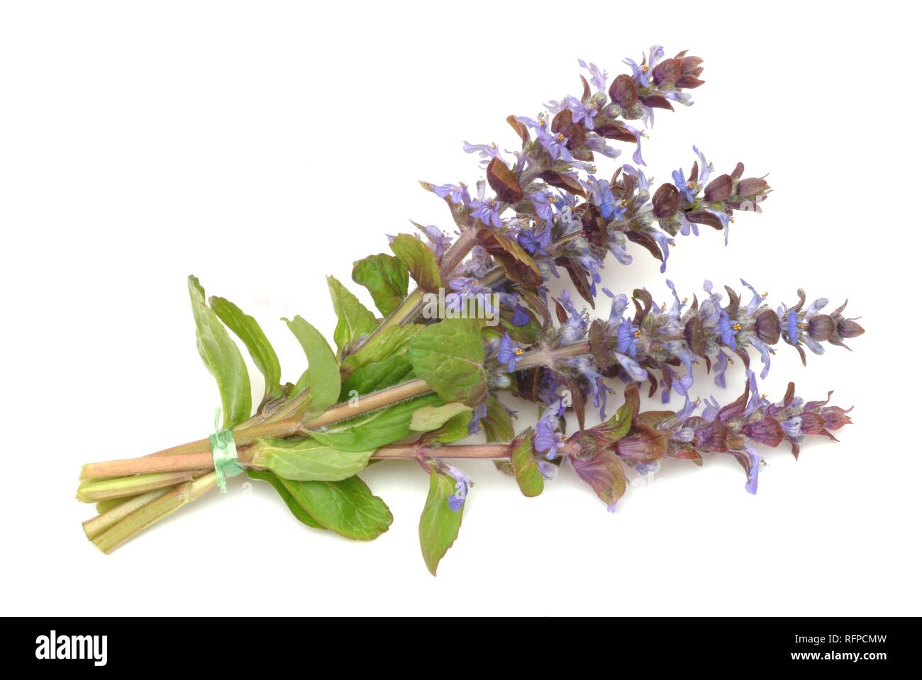 Bugle, Ajuga reptans, medicinal plant, Stock Photo