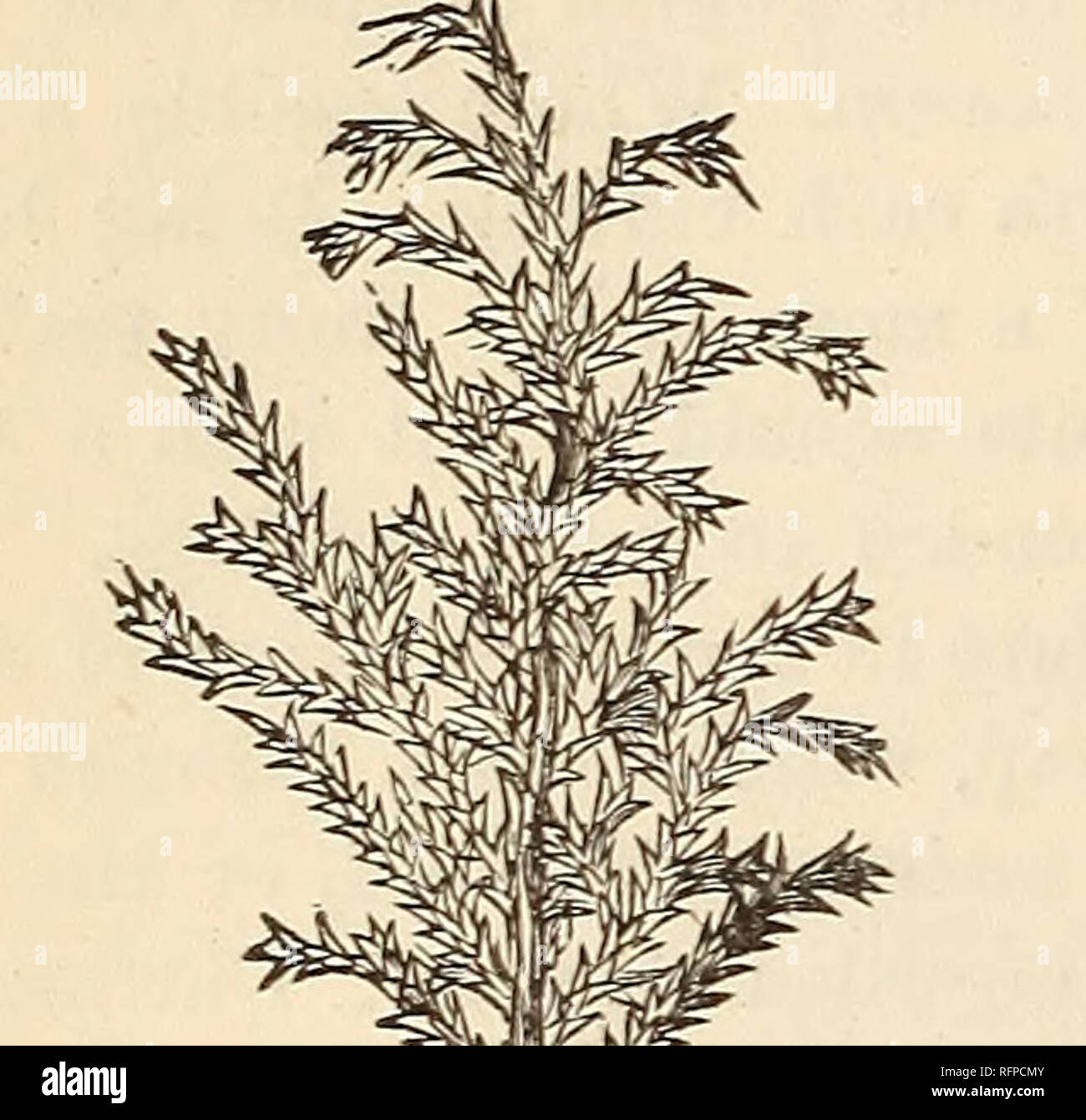 . Cassell's popular gardening. Gardening. 64 CASSELL'S POPULAR GARDENING. 2. Conifers of which cuttings may be taken from any portion of the plant, lateral or otherwise :— Arthrotaxis — Tasmanian Cypress. Biota-—Chinese Arborvitas. *Cephalotaxus — Chinese ^ Yew. Cryptomeria—Japanese Ce- dar. * Cunninghamia. Cupressus—Cypress. *Fitzroya— Patagonian Cy- press. *Giokgo—Maidenhair Tree. *G-lyptostrobus — Chinese Water Pine. Juniperus—Juniper. *Liboeedrus — Incense Ce- dar. *Podocarpus. *Pruninopitys—Plum-fruited Yew. Eetinospora—Japanese Cy- press. *Saxe-Gothsea — Prince Al- bert's Yew. *Sciadopit Stock Photo