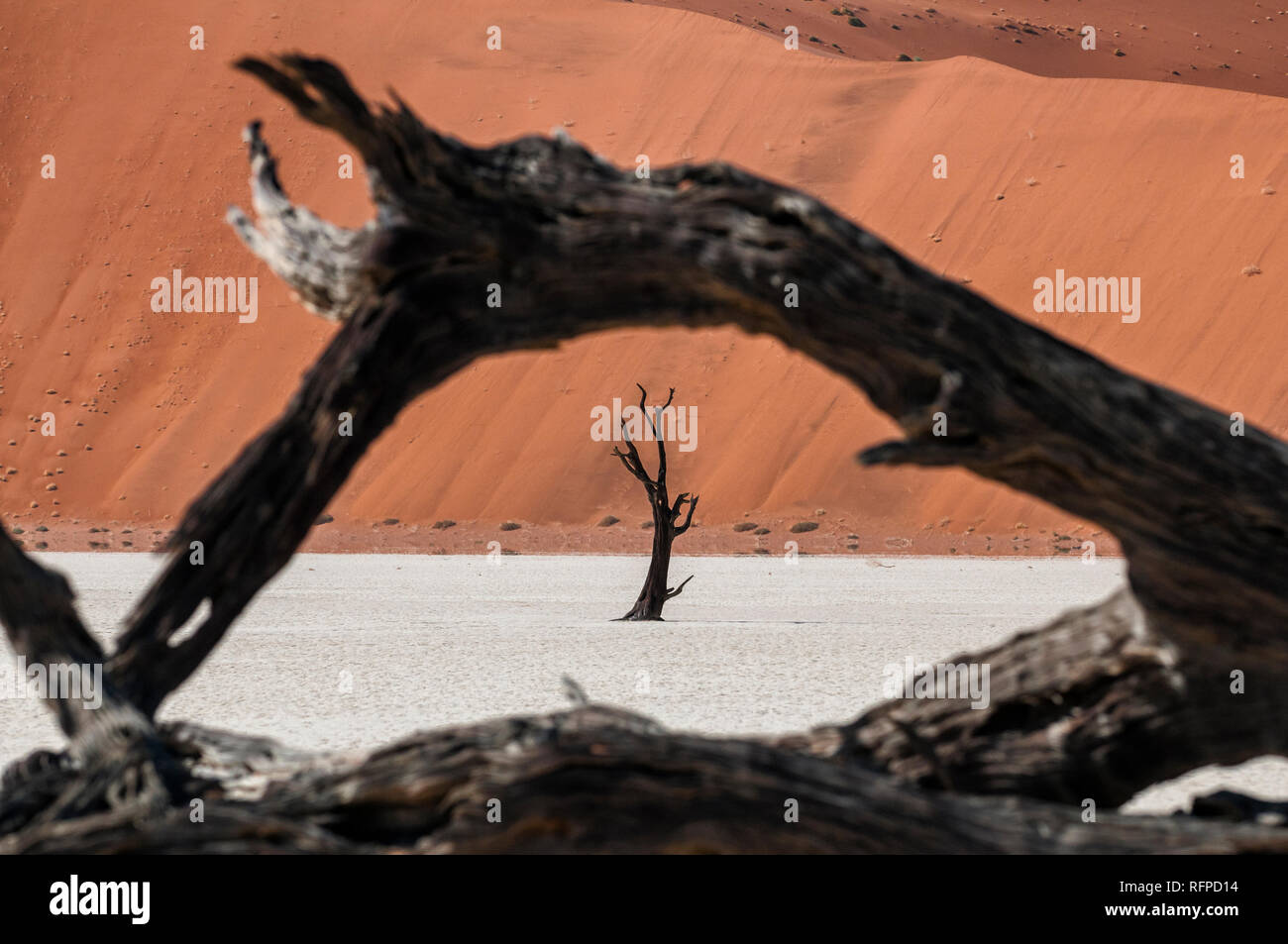 Camel Thorn Trees in Deadvlei, Namib-Naukluft National Park, Namibia Stock Photo