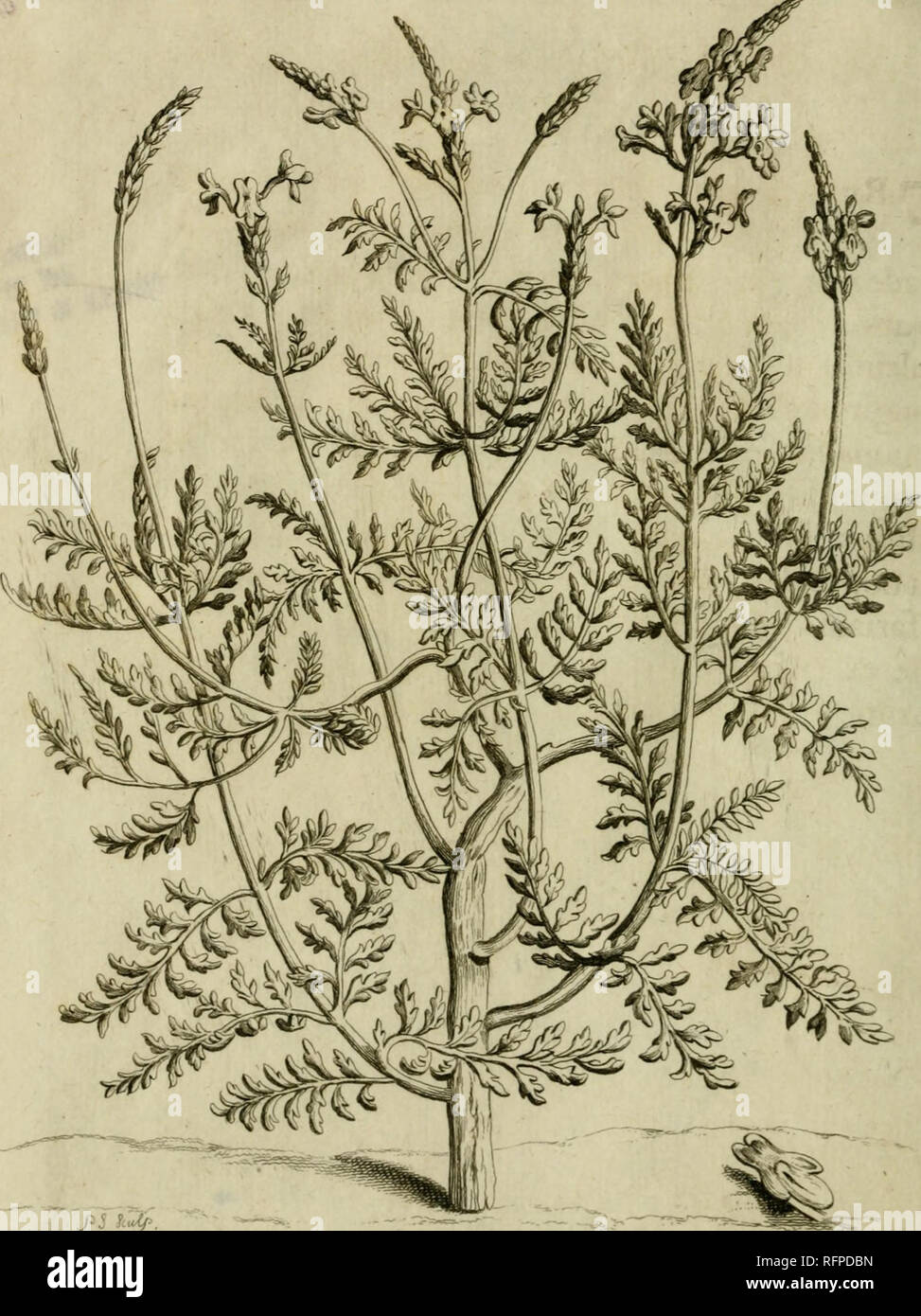 . Caspari Commelin ... Horti medici amstelæ damensis plantæ rariores et exoticæ ad vivum æri incisæ. Universiteit van Amsterdam. Hortus Botanicus; Botany; Botany. XAX^ErSTDTJI^ TE^rCIUS ET XLE&amp;JLPTTrtJS DISSECTA.. r£j^.2r;.. j^5 h&lt;^.. Please note that these images are extracted from scanned page images that may have been digitally enhanced for readability - coloration and appearance of these illustrations may not perfectly resemble the original work.. Commelin, Caspar, 1667?-1731. Lugduni Batavorum : Apud Fredericum Haringh Stock Photo